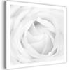 Image, Rose blanche
