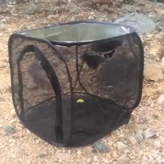 כלוב חרקים מתקפל פוליאסטר אינקובטור מושלם כלוב פרפר לבית