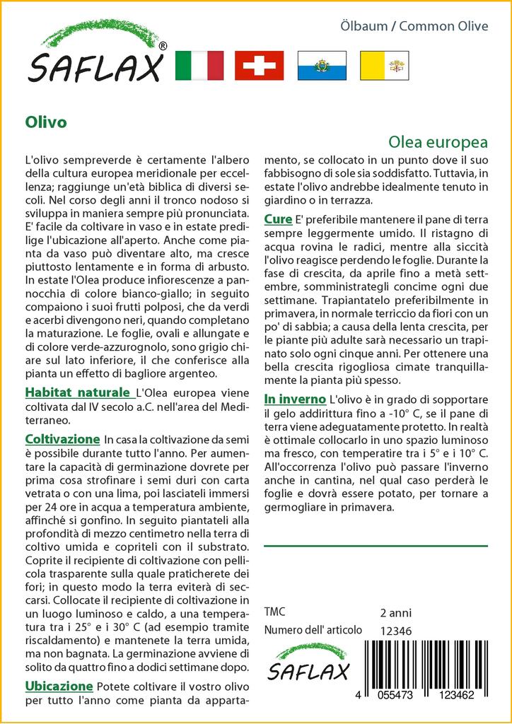SAFLAX Gewone Olijf - 20 zaden - Olea europea
