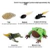 Pediatric Cognitive Simulation: Mini Salmon Growth Cycle Toy