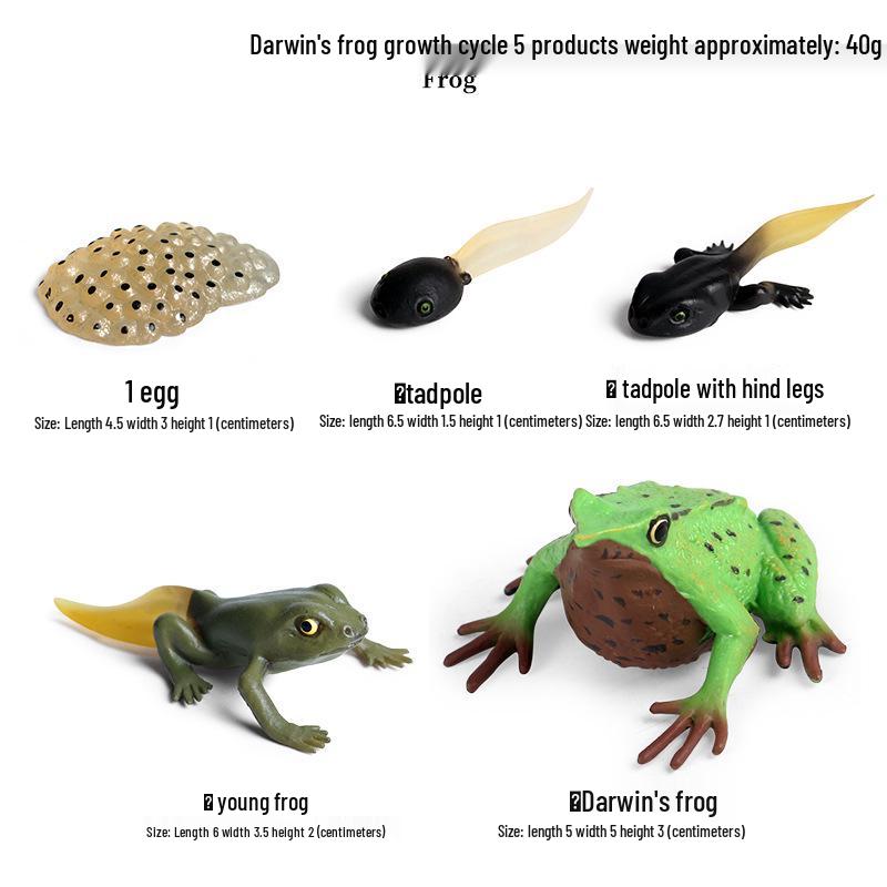 Pediatric Cognitive Simulation: Mini Salmon Growth Cycle Toy