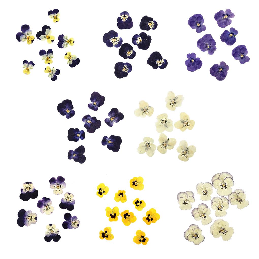 12 Stück Basteln Schlichter Stil Machen Zubehör Make-up Ornament Gepresste Blumen Handwerk Schmuck Dekor Zubehör