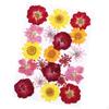 Flori Presate Uscate Asortate Florale Reale pentru Scrapbooking DIY Rășină