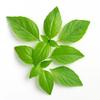 200 Sementes de Manjericão Tailandês (Ocimum basilicum var.thyrsiflora)