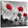 Canvas print, Klaprozen op een weide