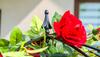 KADAX Garden Umbrella Roses Vines Ivy 190 Cm