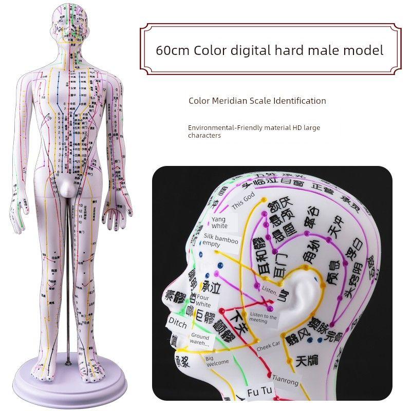 Medicine Acupuncture Acupoint Model Chart of Human Body Super Clear Body Twelve Meridians Human Shape Can Practise Small Skin People with Needles