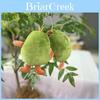 Adorable Avocado Stuffed Toy Keychain Super Soft Plush Doll Perfect For Kids