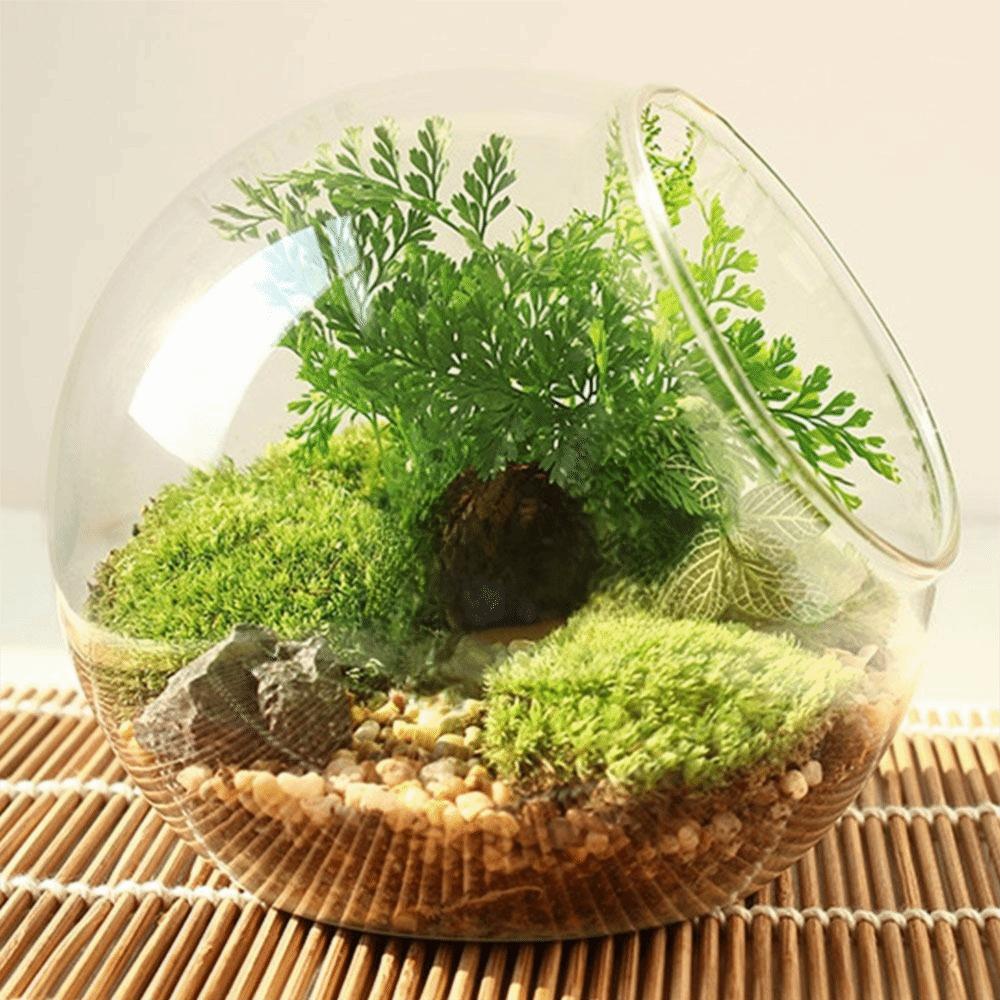 Transparent Clear Glass Ball Vase Oblique Succulents Plant Container Home Decor