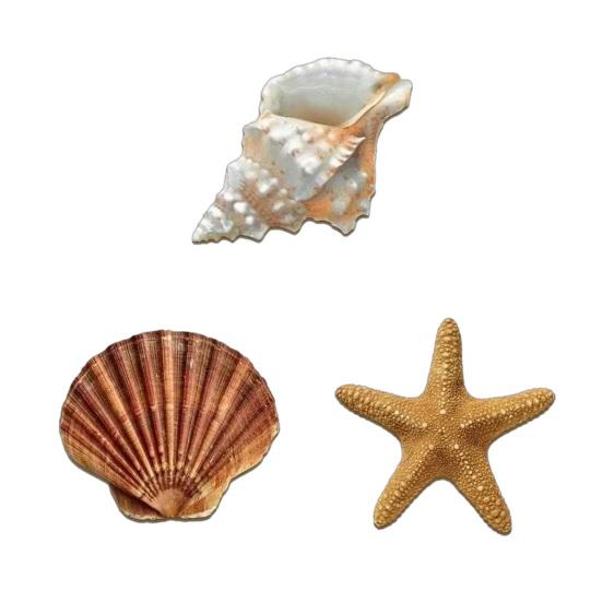 3 Pcs Beach Wall Decor Wooden Seashell Starfish Wall Decoration Rustic Ocean Coastal Nautical Wall Art for Living Room Bathroom