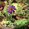 Metal Flower Garden Stake Outdoor Ground Insert Flower Decoration Rustic Flower Yard Art Stake for Lawn Patio Pathway Decor