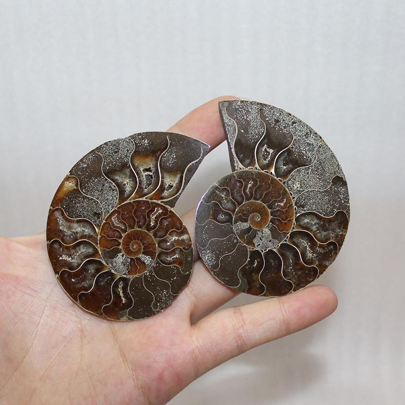 Elegant paar natuurlijke ammoniet fossiele schelpen voor genezing en woondecoratie