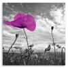 Canvas Print, Violet Poppy Flower Plant