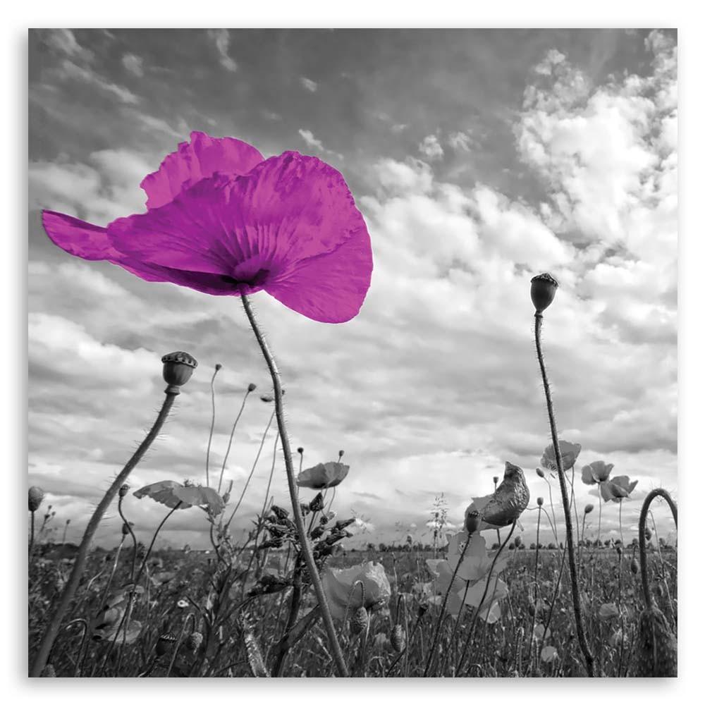 Canvas Print, Violet Poppy Flower Plant