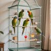 Vogelspielzeug für Papageien Spielzeug für Conure Futterspender Vogelzubehör 3 Stück Edelstahl Käfigzubehör Futterbeschaffung Haustierzubehör