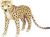 BH7241 HANSA Gepard 34
