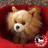 Ninian and Kino Plush Realistic Lying Down Approximately 40cm Pet Dog, Puppy, Long, (Pomeranian)