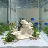 Plastic Fish and Shrimp Shelter House Simulated Underwater Cave Shelter  Aquarium Tank