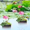 4 stuks Waterplantzakken Herbruikbare Ademende Vijverplanters Mesh Water Tuin Vijver Plantenpot Leliepotten voor Moeras- en Landplanten