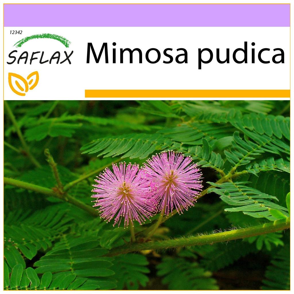 SAFLAX Roślina Wrażliwa - 70 nasion - Mimosa pudica
