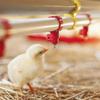 Vögel – Trinkgefäße & Futternäpfe für Vögel