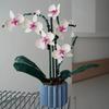 An Orchid Bouquet Is An Ideal Gift Suitable For Home Decoration And Is A Perfect Small Accessory.
