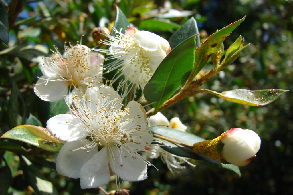 SAFLAX Мирт справжній - 30 насінин - Myrtus communis
