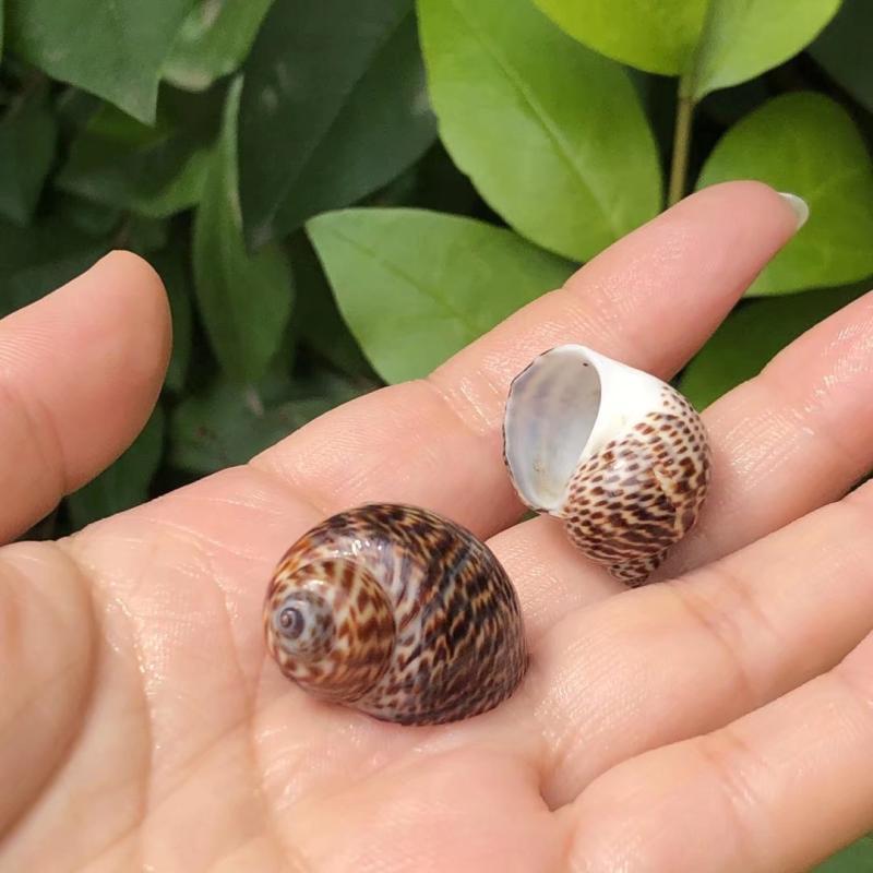 Hermit Crab Replacement & Whelk Natural Seashells for Aquarium Décor