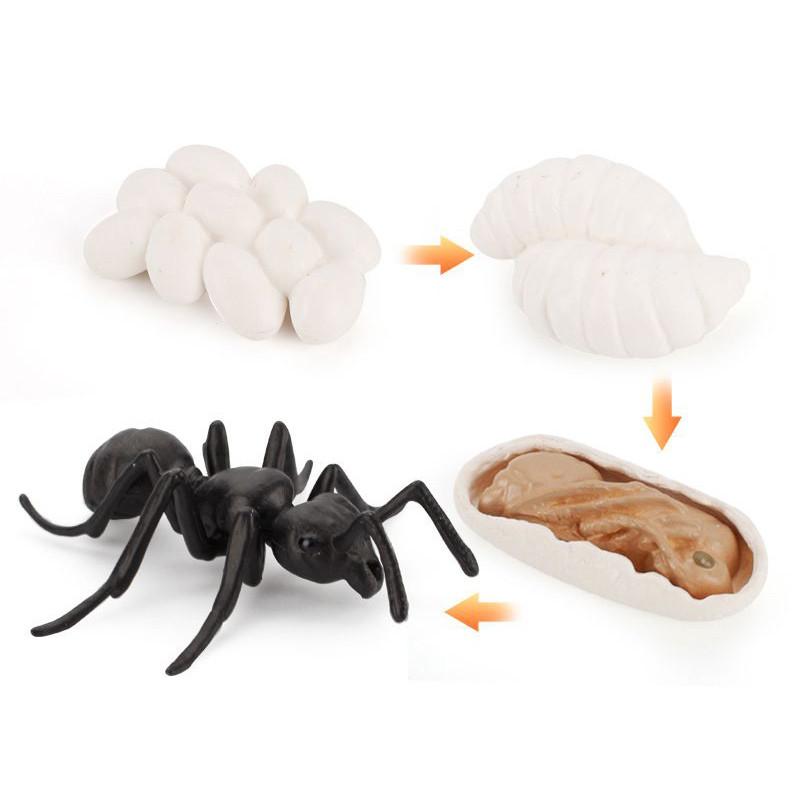 Charming Simulation Solid Turtle Chick Frog Animal Growth Cycle Montessori Teaching Aids For Educational Fun And Collectible Decor