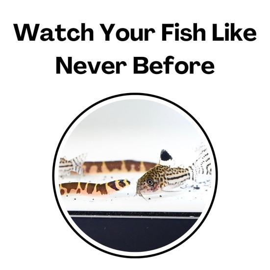 Aquarium Underground Tunnel Cave Natural Curve Two Hole Viewing Fish Shrimp Hideout