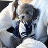 Dog Baseball Jacket Small Dogs Clothes with Raglan Sleeves Cute Sporty Dog Coat for Puppies Poodle Bichon Frise Daily Outfit