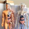 Eğitim Öğrenme DIY Montaj Oyuncaklar Kitleri Vücut Organ Tıbbi Öğretim Araçları 3D Bulmaca İnsan Vücudu Anatomisi Modeli Oyuncak