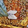 1/5PCS Bee Queen Catcher Colorless Clear Plastic Clip Room Equipment Cage Tool Equip Beekeeper Q9C7