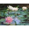 Full Round Drill Diamond Embroidery Lotus Pond 5D DIY Diamond Painting Cross Stitch Rhinestone