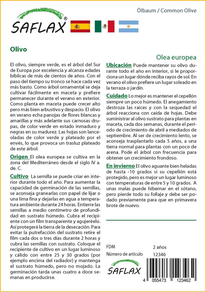 SAFLAX Gewone Olijf - 20 zaden - Olea europea