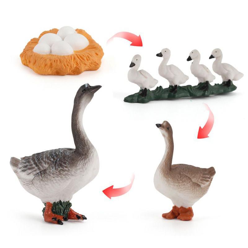Charming Simulation Solid Turtle Chick Frog Animal Growth Cycle Montessori Teaching Aids For Educational Fun And Collectible Decor