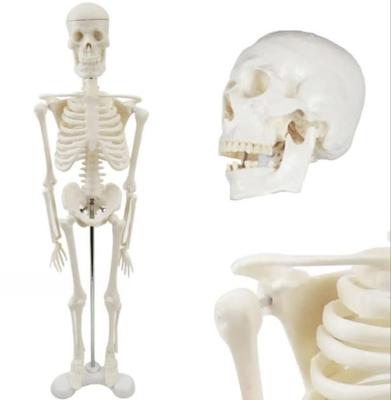 [Authentic, Fully Anatomical Model for Tabletop Use] 45cm 1/4 Scale Compact Human Anatomy Model. [A Space-saving Anatomical Model with Meticulous Atte