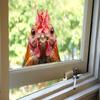 Imitation Animal Rooster Balcony Glass Home Beautification and Decoration Static Electricity Window Stickers