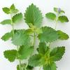200 semínek kočičího nipu (Catnip) - Polodivoká permakultura