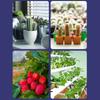 LED Grow Light Bulb for Indoor Plants Red & Blue Spectrum LED Plant Light Bulbs E27 Growing Lamp for Seedlings