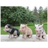 Full Round Drill 5D Diy Diamond Painting Animal Pig Diamond Embroidery Cross Stitch