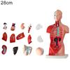 Anatomical Human Torso Body Model Anatomy Internal Organ Medical Teaching Mold
