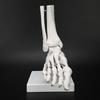 Foot Ankle Joint Model Demonstration Human Foot Teaching Model with Base