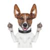 J504# Funny Jack Russell Terrier Dog Sticker On The Car Vinyl Decal Waterproof Decoration Car Stickers