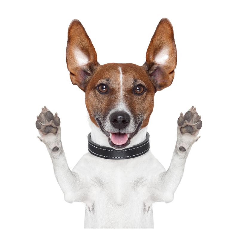 J504# Funny Jack Russell Terrier Dog Sticker On The Car Vinyl Decal Waterproof Decoration Car Stickers