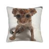 Pet Cat Funny Memes Pillow Case  Vintage Pillow Cover Soft Pillowcases For Office Car Home Decor