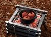 Coleman Dutch Oven SF (8-inch) 170-9393