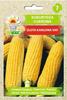Golden Dwarf Sugar Corn, semena zeleniny pro zahradu, velké výnosy