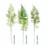 Real Touch Artificial Fern Plant Handmade Elegant Design Realistic Artificial Fern Plastic Material Fake Plants Wedding Decor