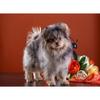 5D DIY Diamond Painting Kit Cute Puppy Art Diamond Embroidery Rhinestones Decorations for Home